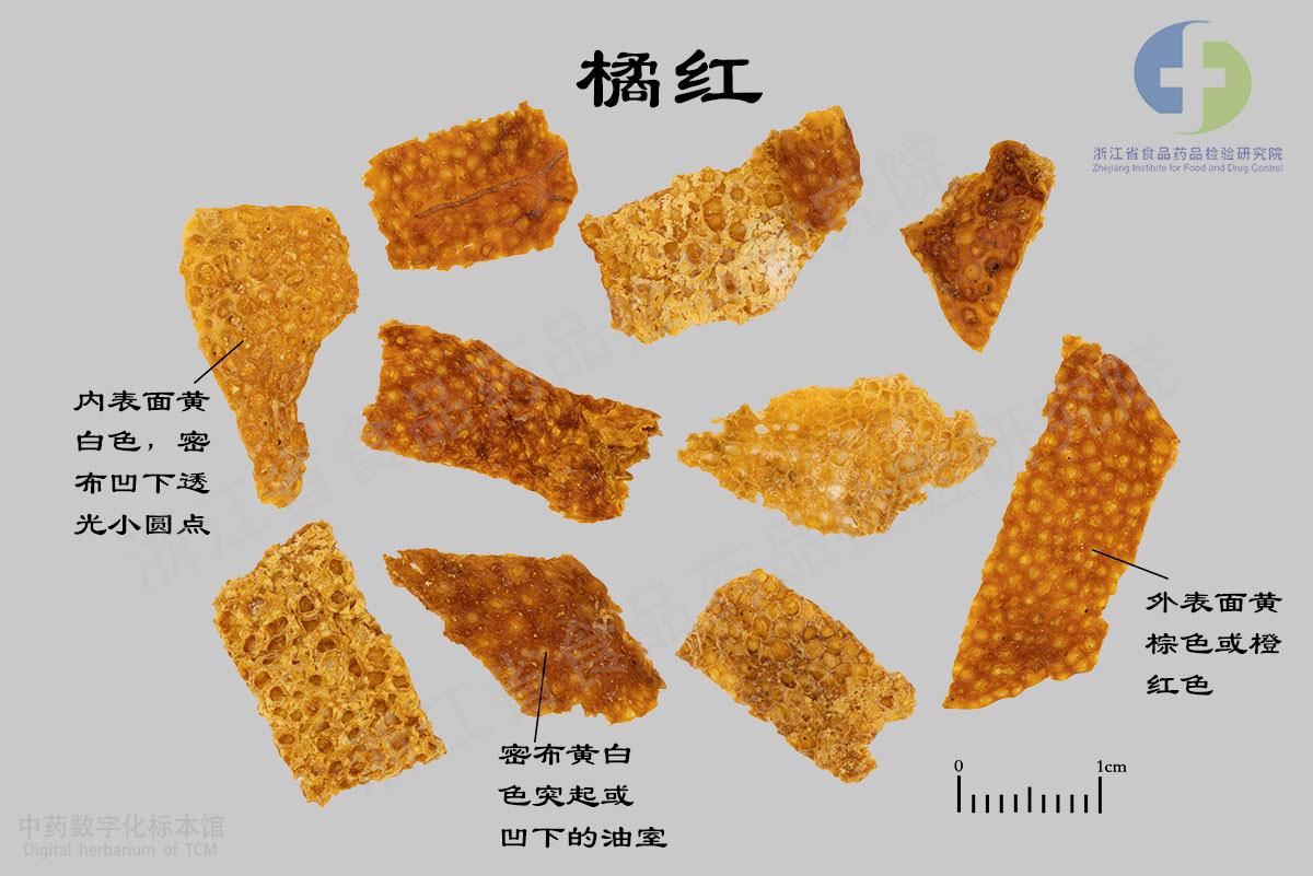 橘红 标本影像